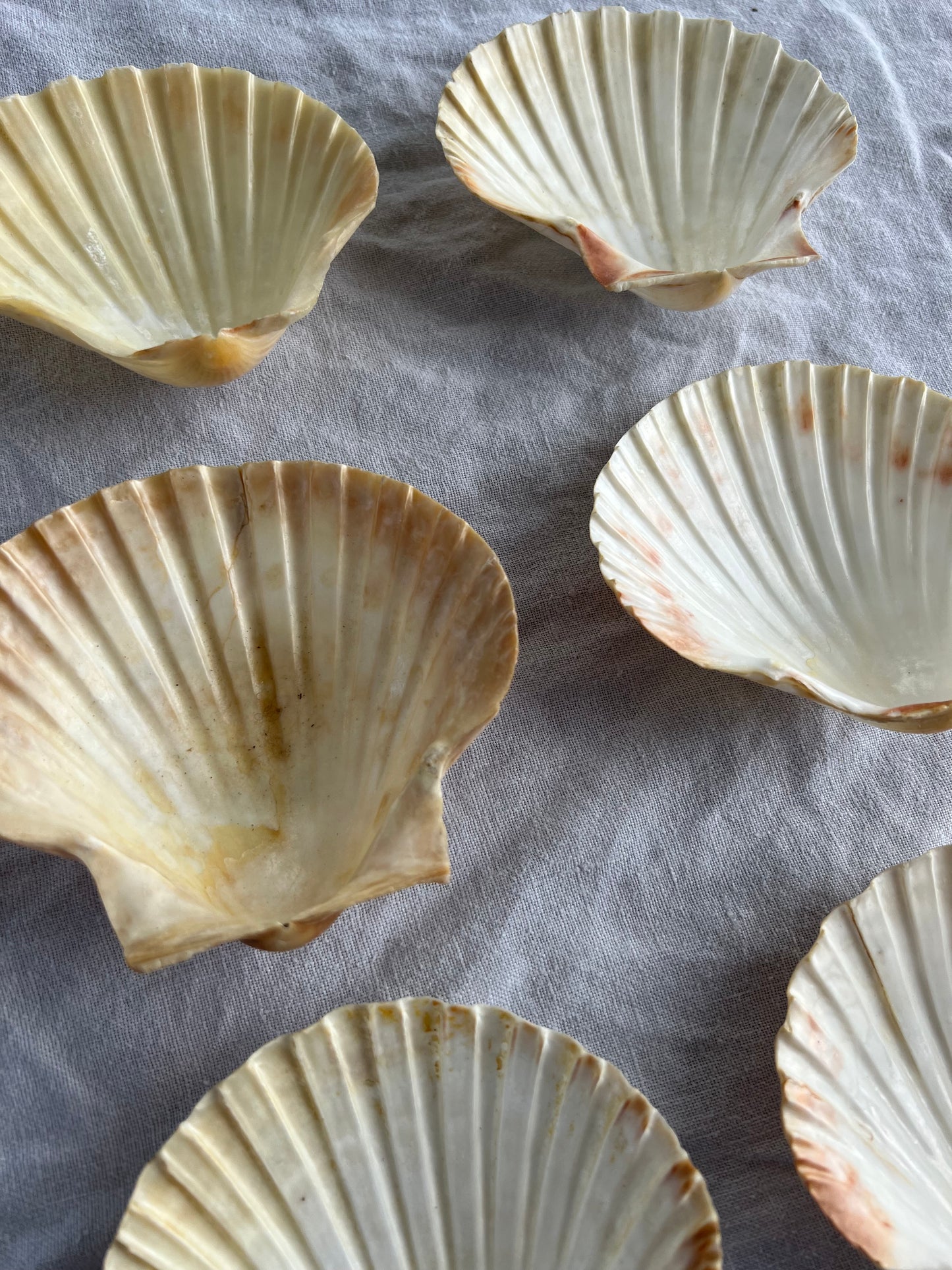 6st snäckskalfat till förrätten? 10 cm