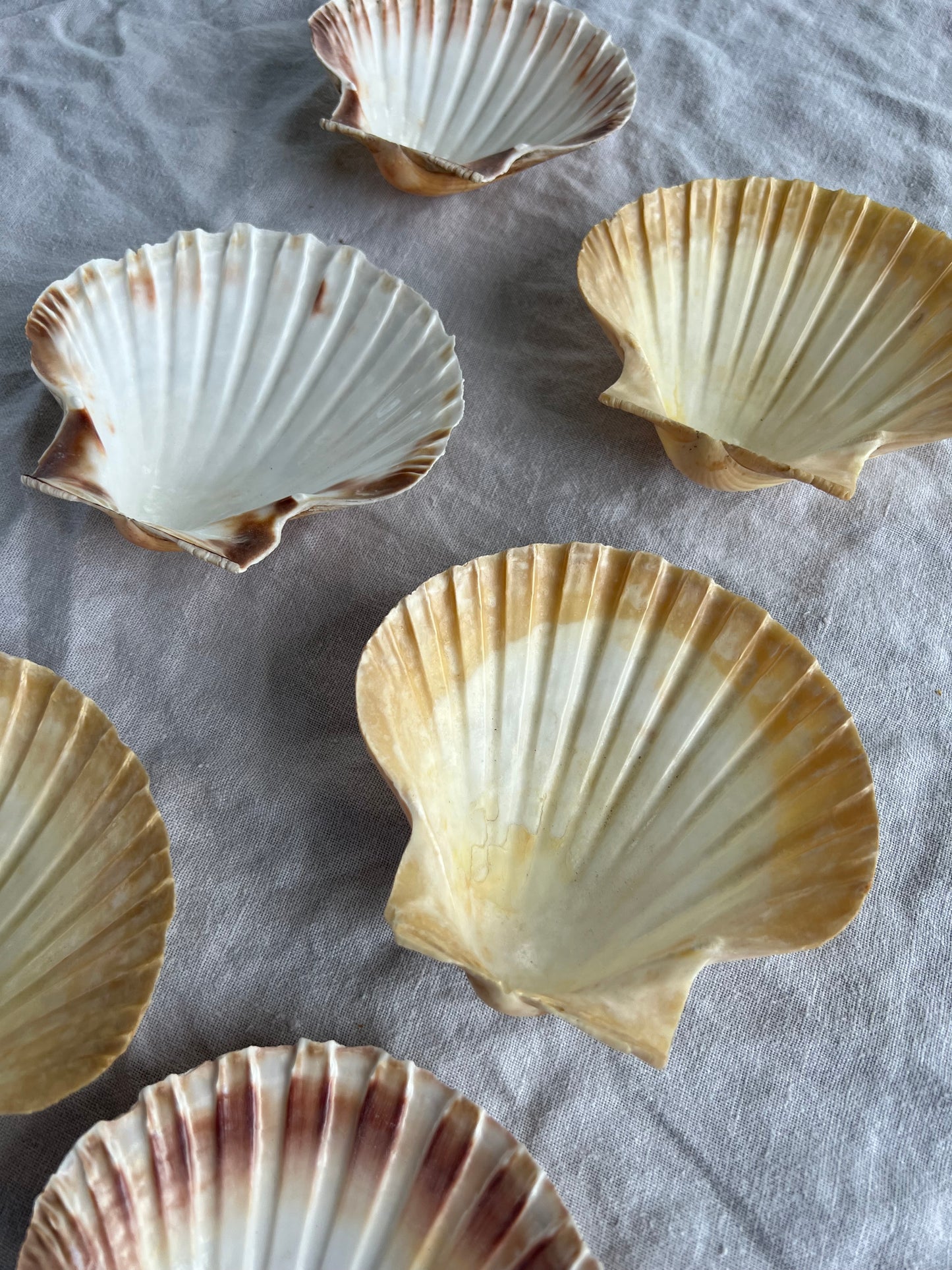 6st snäckskalfat till förrätten? 12cm
