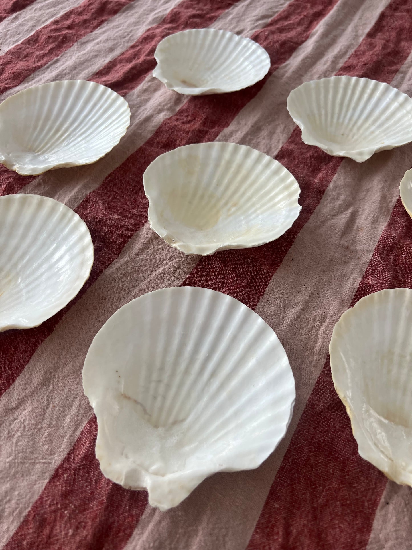 8st snäckskalfat till förrätten?