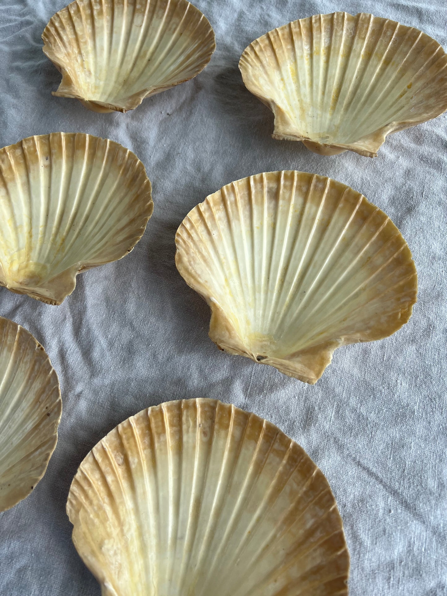 6st snäckskalfat till förrätten? 14 cm