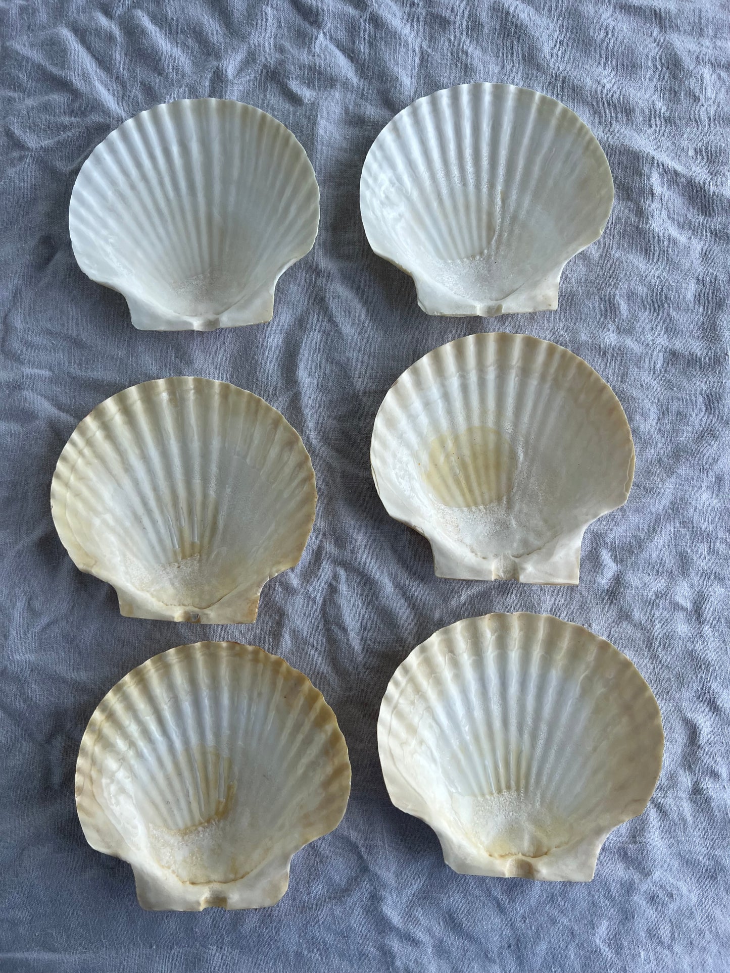6st snäckskalfat till förrätten? 14 cm