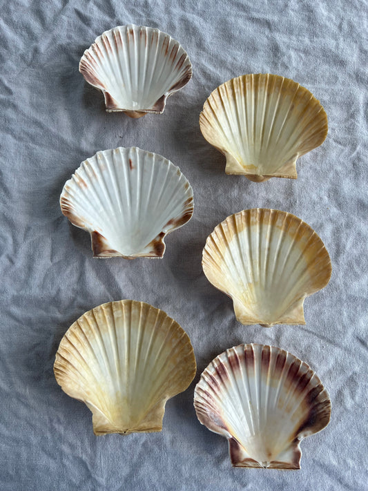6st snäckskalfat till förrätten? 12cm