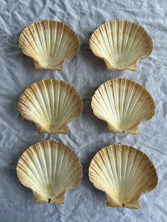 6st snäckskalfat till förrätten? 14 cm