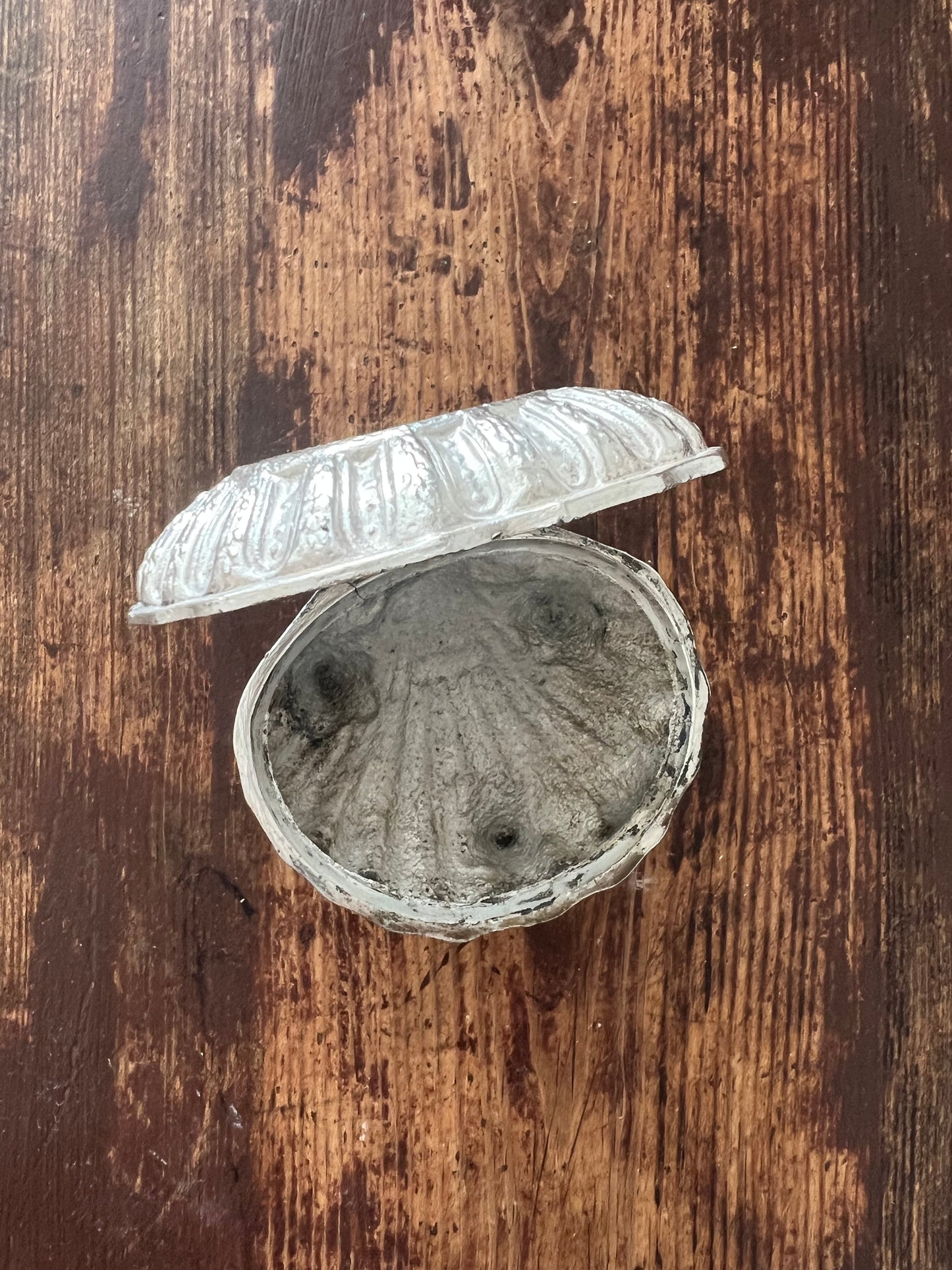 Snäckformad ask på fot