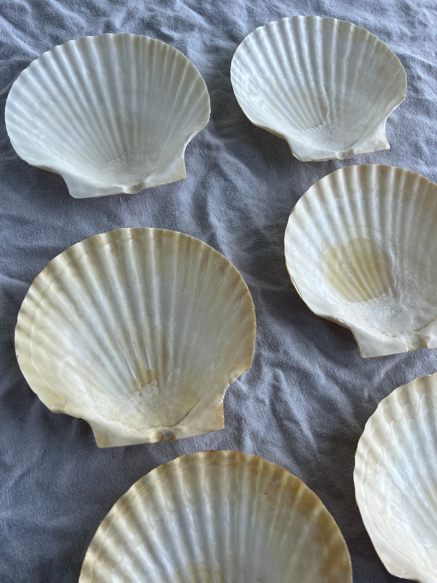 6st snäckskalfat till förrätten? 14 cm