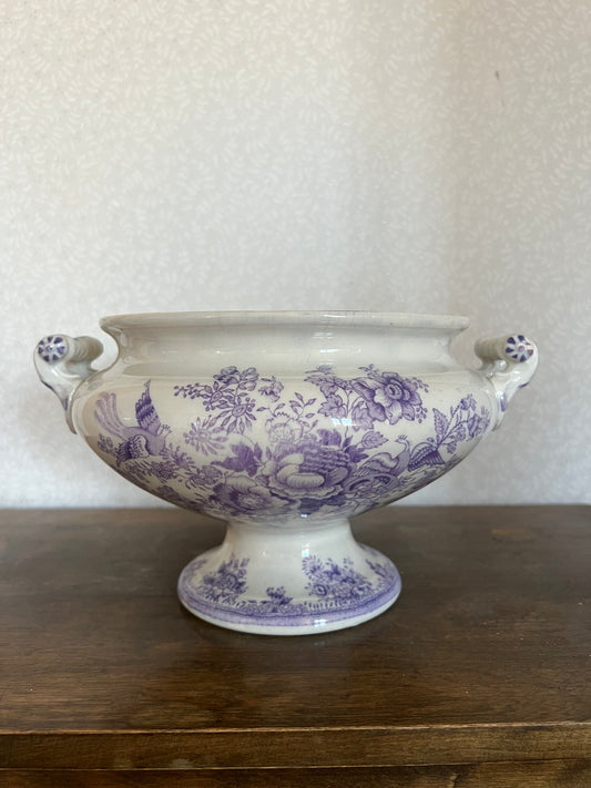 Terrin lila fasan Asiatic Pheasants