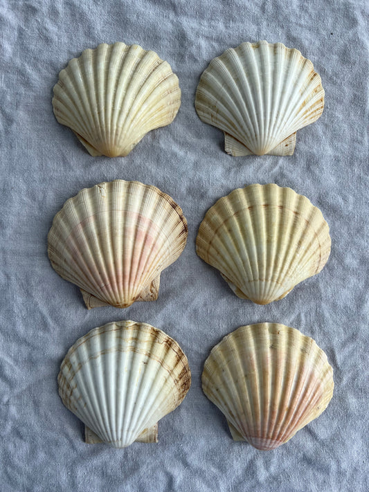 6st snäckskalfat till förrätten? 10 cm