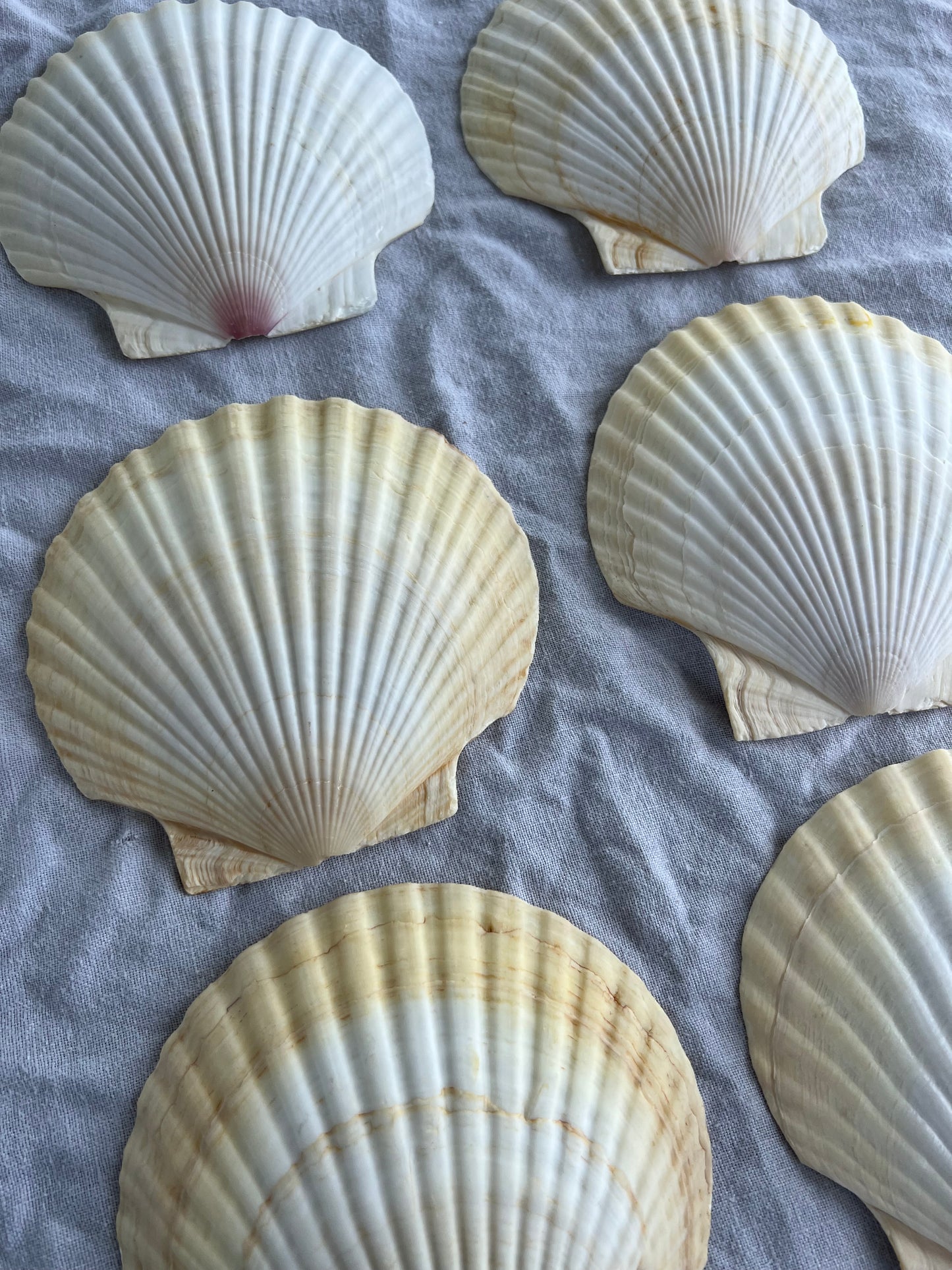 6st snäckskalfat till förrätten? 14 cm