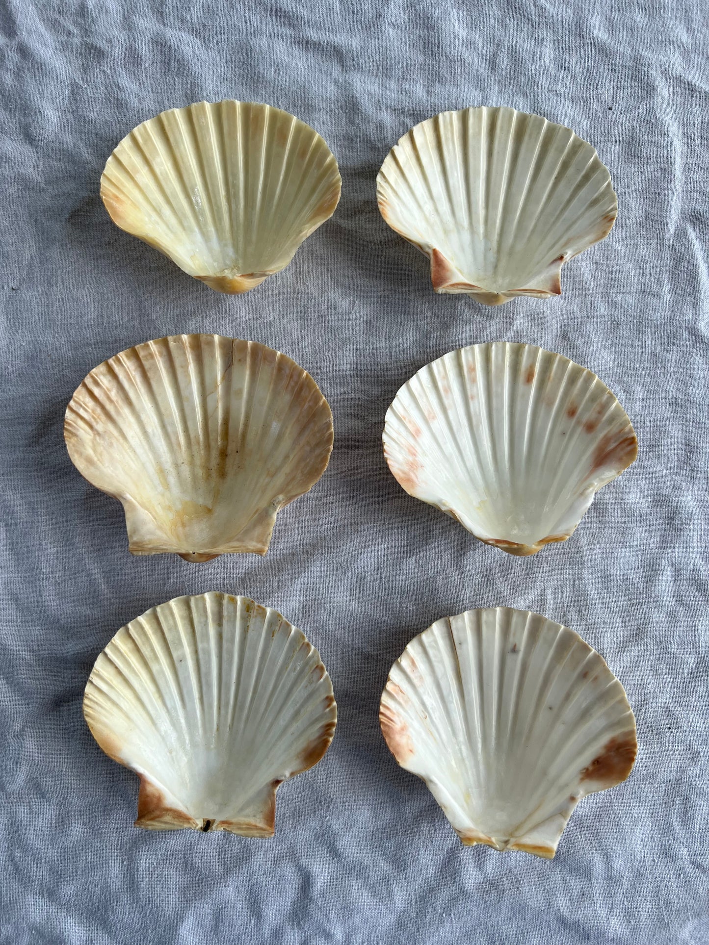 6st snäckskalfat till förrätten? 10 cm
