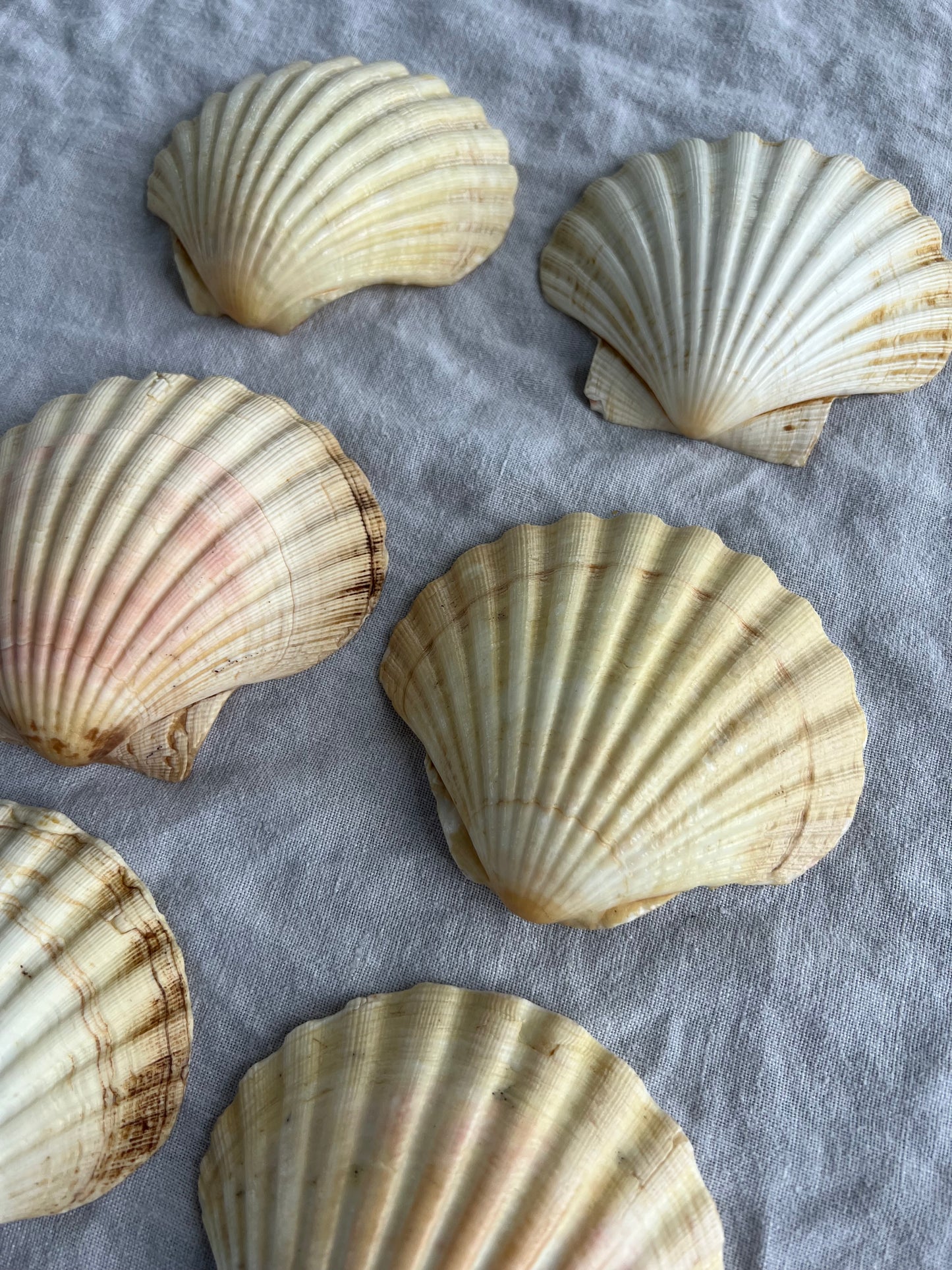 6st snäckskalfat till förrätten? 10 cm