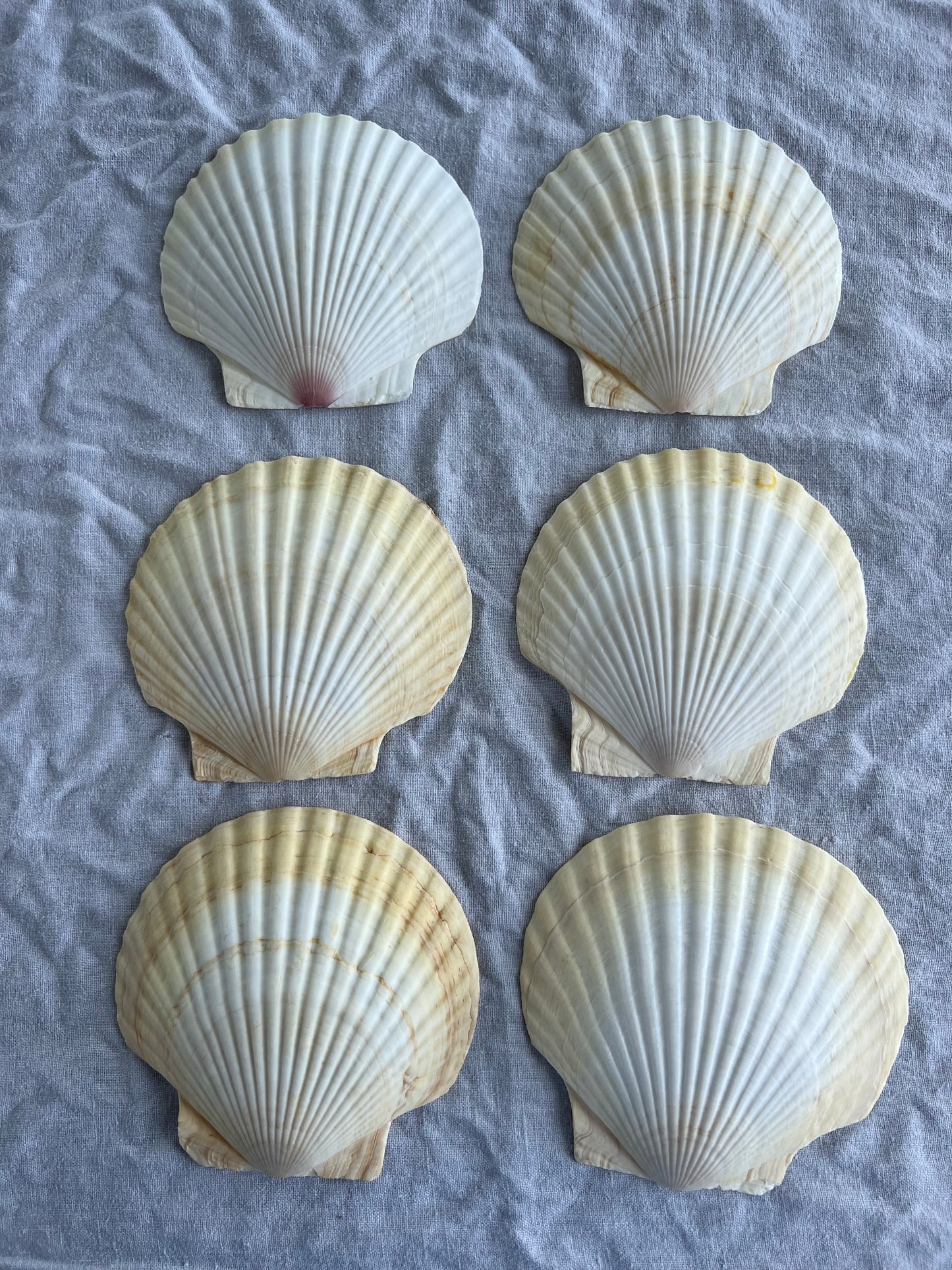 6st snäckskalfat till förrätten? 14 cm