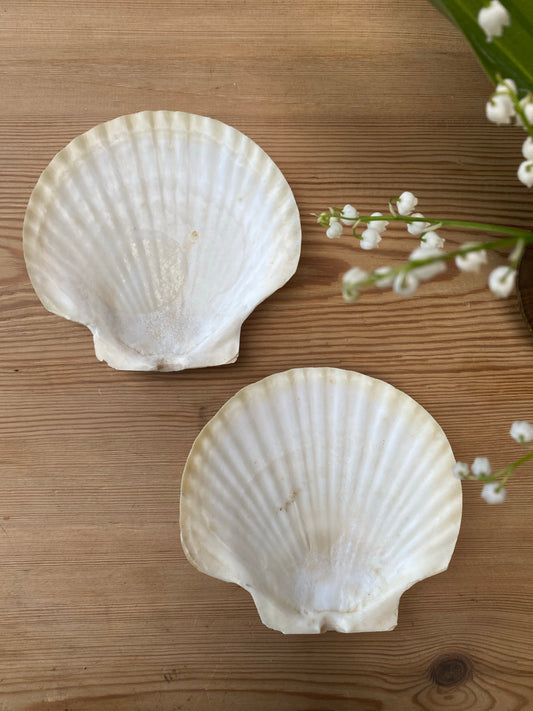 Två vackra snäckfat