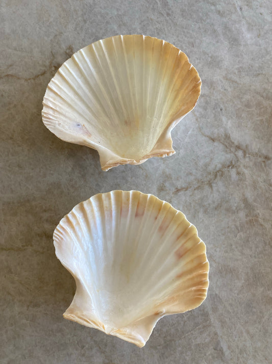 Två vackra snäckfat