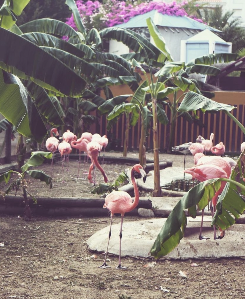 Print Flamingo - eget fotografi