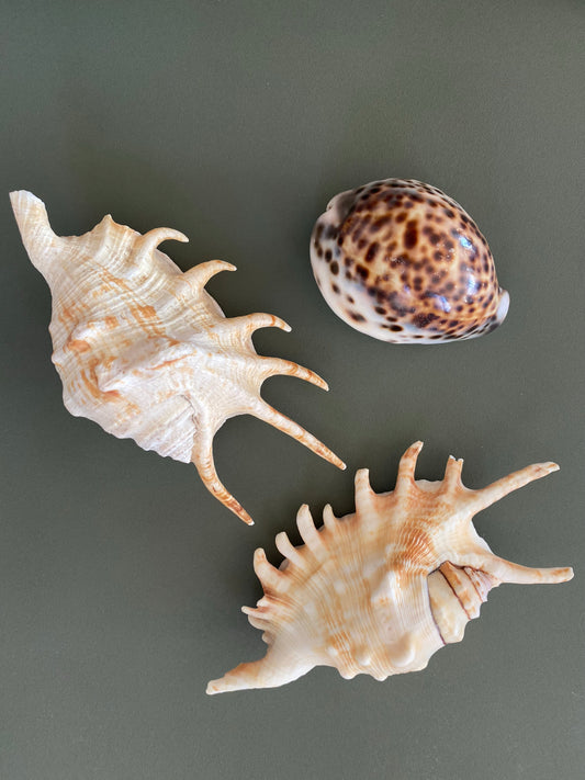 Tre vackra snäckor för dekoration
