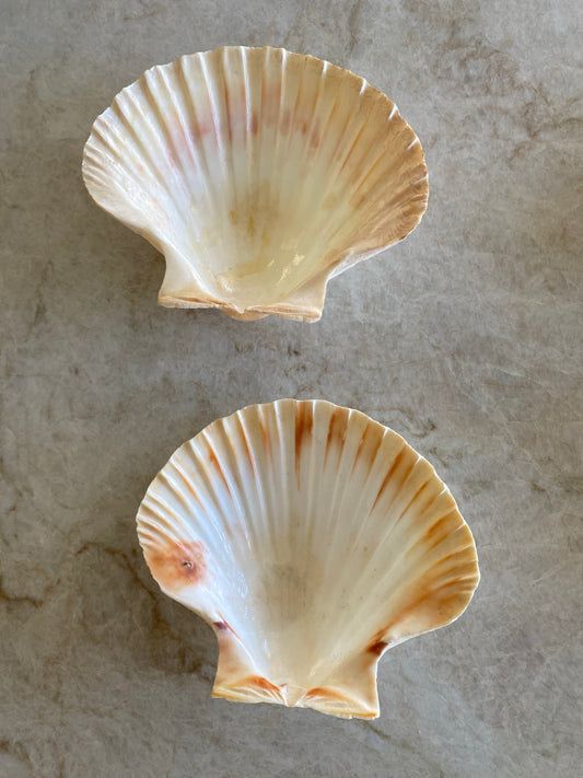 Två vackra snäckfat