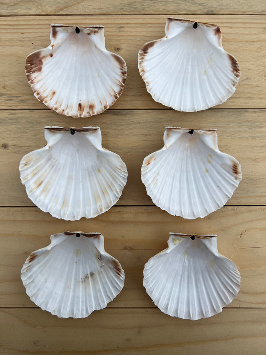 Snäckskal till förrätten, 6 st