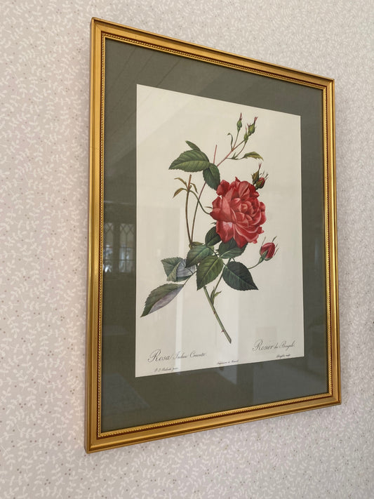 Rostavla - mörkrosa