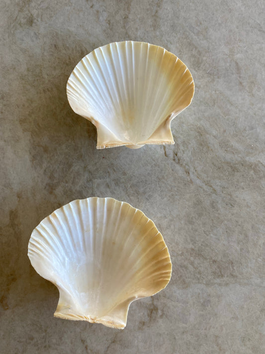 Två vackra snäckfat