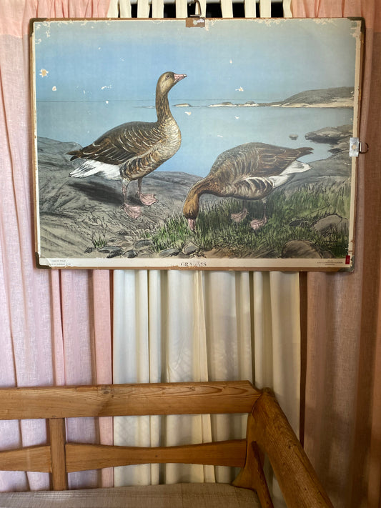 Äldre skolplansch - Grågäss