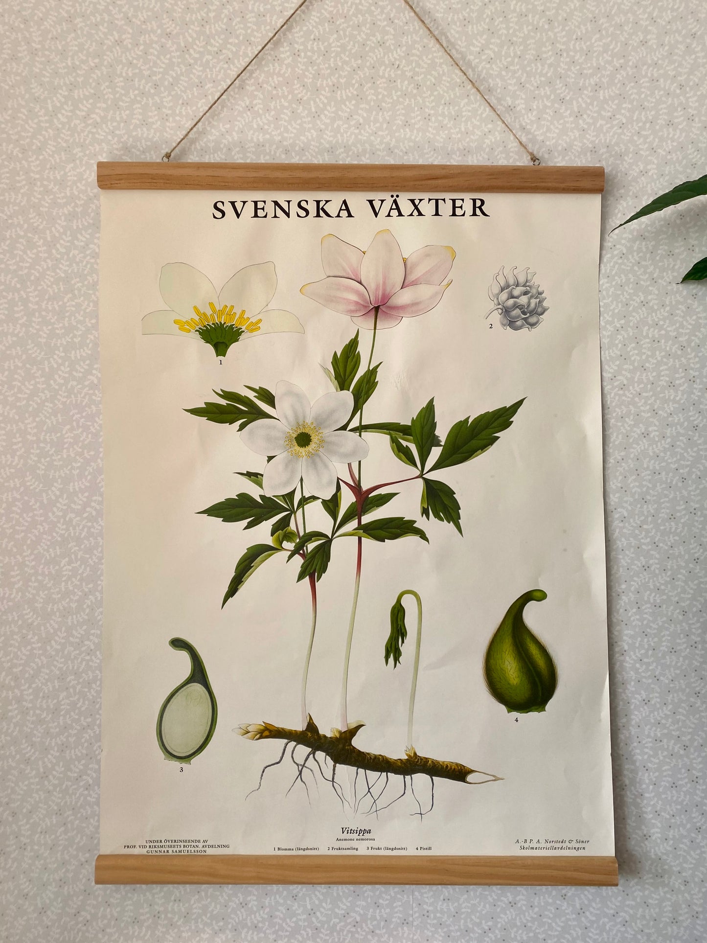 Svenska växter - vitsippa med träram