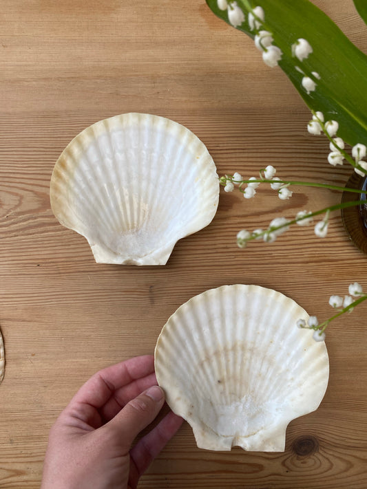 Två vackra snäckfat