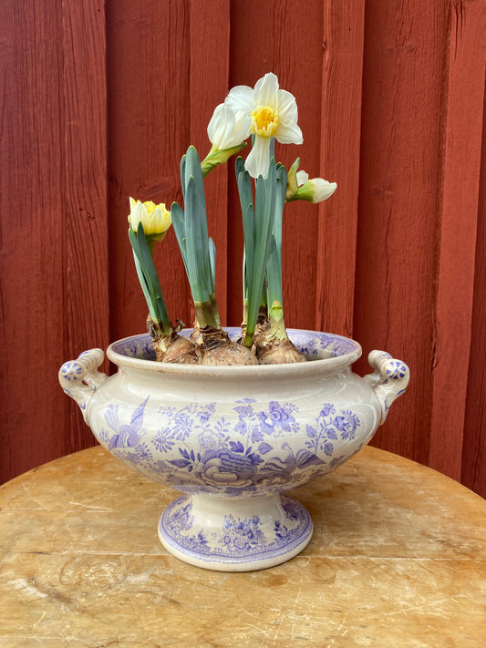 Soppterrin - Asiatic pheasants