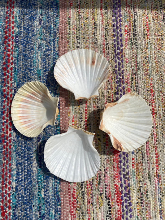 6st snäckskalfat - till förrätten?